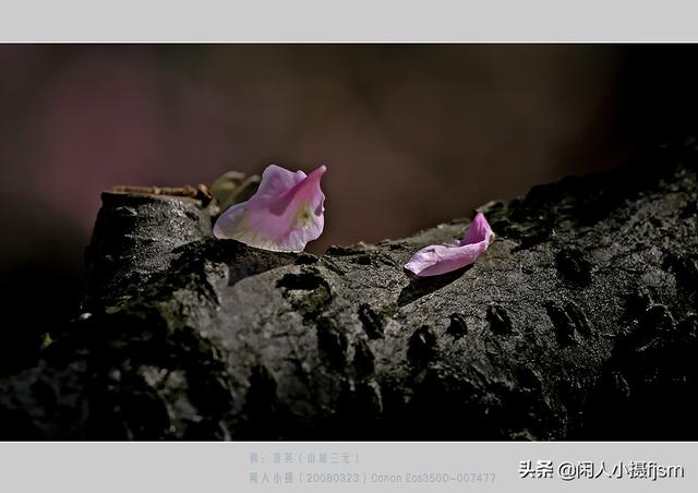 小景深效果花卉摄影技巧，花卉摄影如何拍出质感