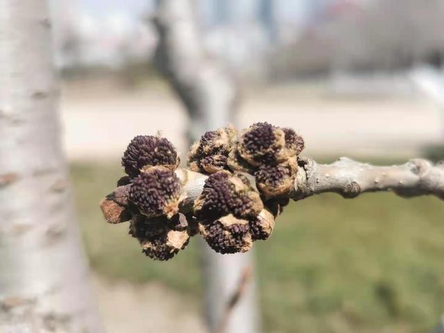 清明适合赏花的地方，纷纷春雨过后是最美人间四月天