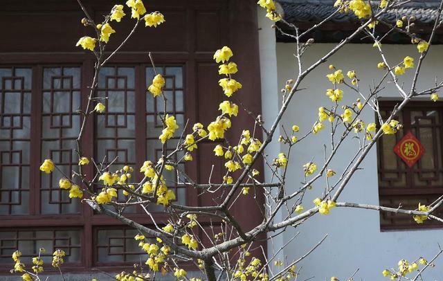 腊梅的花语和传说，腊梅花的花语有很多