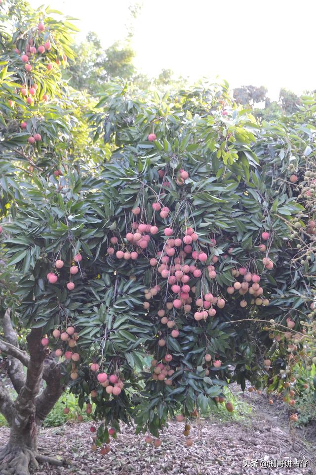 广西玉林狗肉节，玉林荔枝狗肉节开幕式