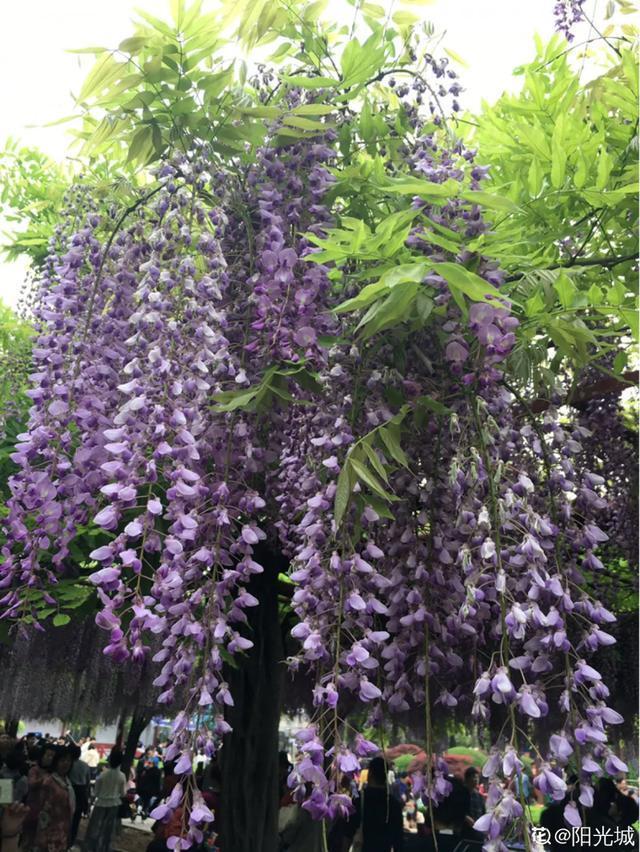 春夏秋冬四季什么花好看，这十种花几乎一年四季都开花