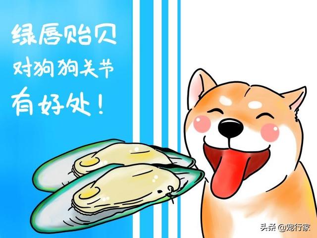 五爪贝饲养最全攻略，五爪贝终于实现人工繁殖啦