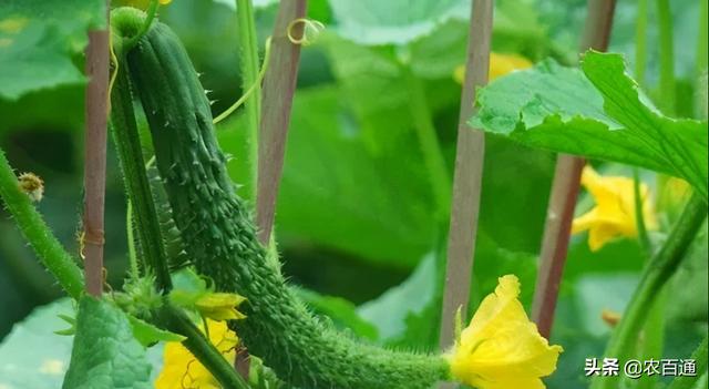 茄子种子催芽方法，蔬菜种子催芽有几种方法