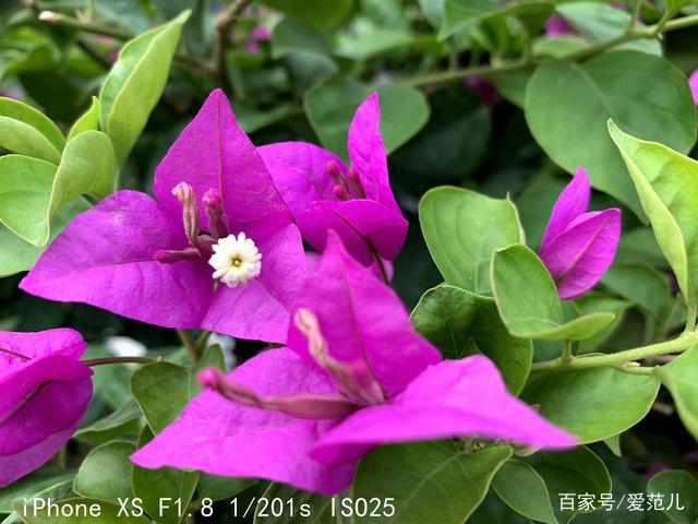 苹果xr是双卡双待吗，苹果xr真的是双卡双待吗（苹果那个型号手机支持双卡双待）