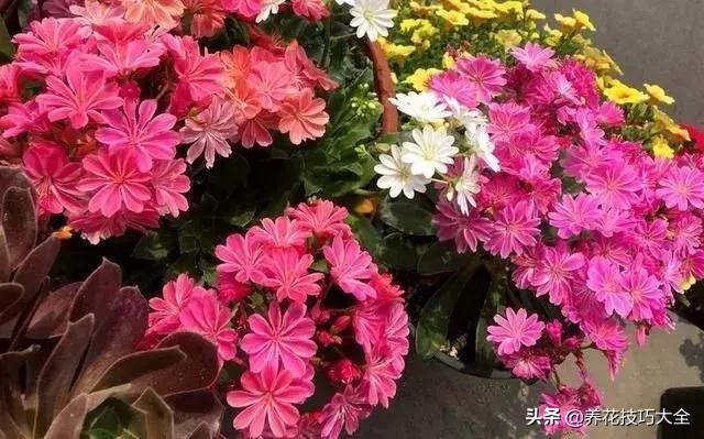 四季开花的花卉，十种四季开花的花卉有哪些（俏丽多姿的花卉）