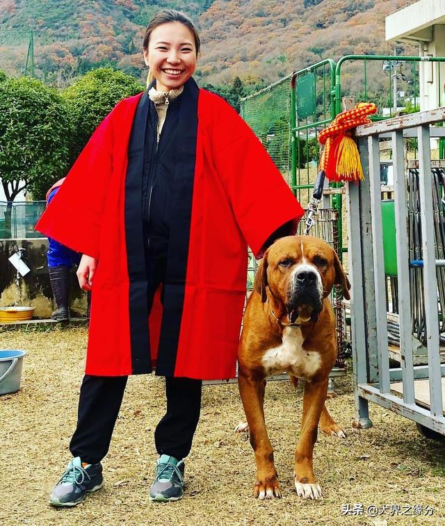 十大最凶悍猛犬，猛犬中的4大暴君