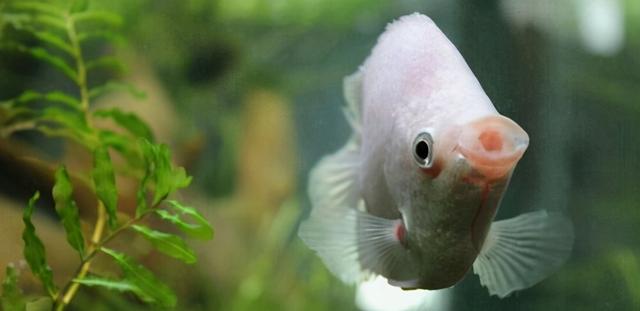 养接吻鱼的正确方法，教你怎么养接吻鱼