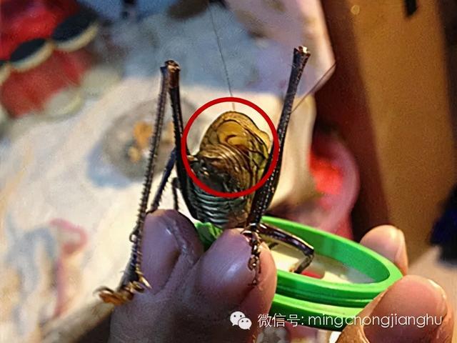 冬天和春天的蝈蝈有区别吗，这篇文章讲清楚了