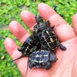 宠物乌龟起什么名字好，浅谈常见宠物乌龟种类-新手饲养篇