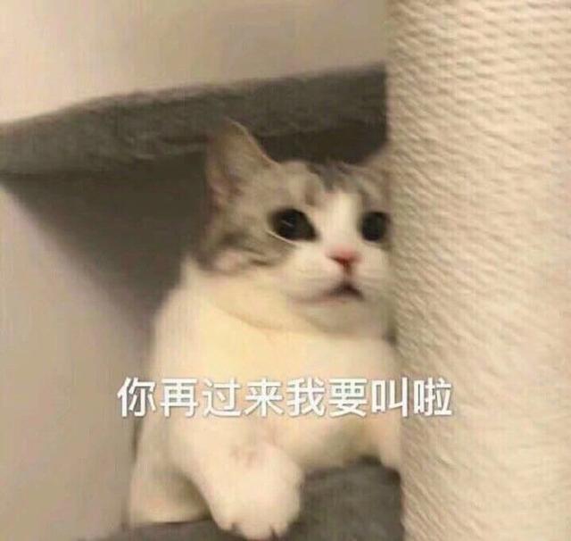 狗狗和猫的表情包，表情包：小猫小狗的表情包