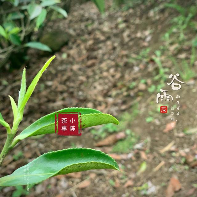 明前茶和雨前茶的区别，什么是明前茶什么是雨前茶（明前茶和雨前茶有什么区别）