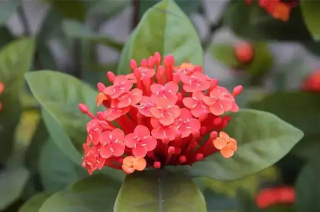 一年四季都有什么花开花期，100种花开时间表组图