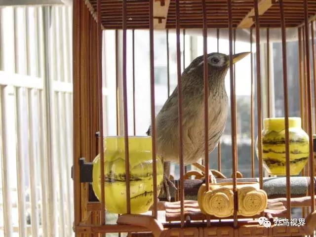 给公画眉鸟提性，画眉鸟咋样起性快