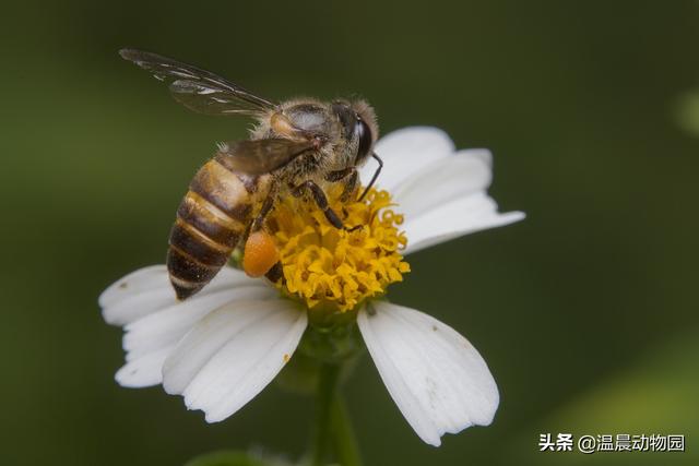 动物分娩比人类更容易，动物繁殖只能靠雌雄共同努力