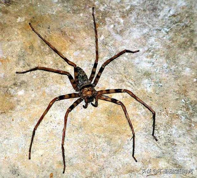 15种实际存在的异常大的动物，21种完全超乎了想象身形特别巨大的动物