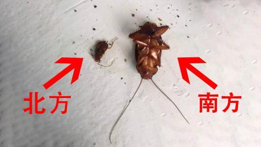 南方蟑螂的可怕之处，当北方人到了南方之后