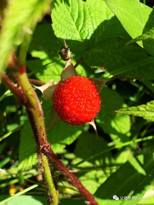 多吃水果对身体不好，就可能会“吃”出这些病来