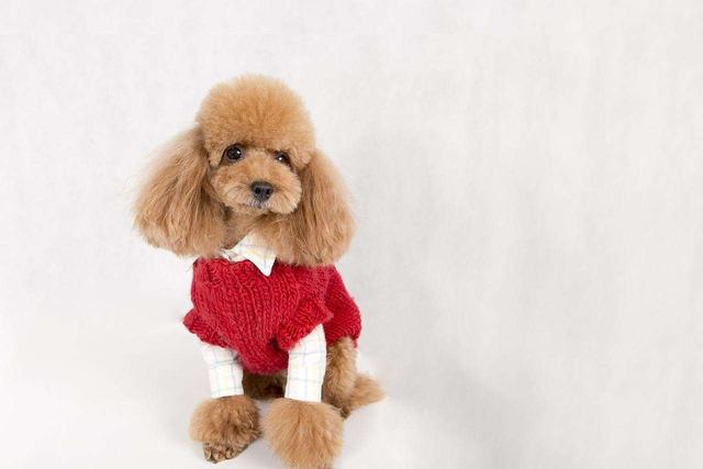 泰迪小时候图片，怎么在小时候区分比熊与泰迪（养猪高手当主人的后果）