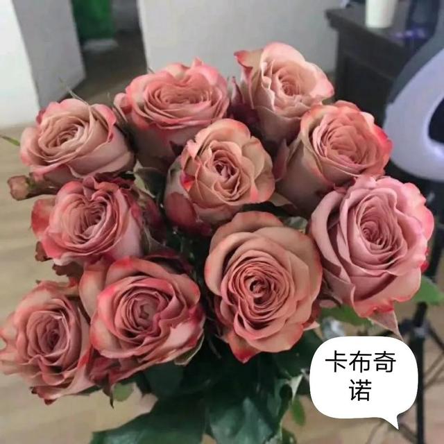 月季小苗品种，送你一份“清单”