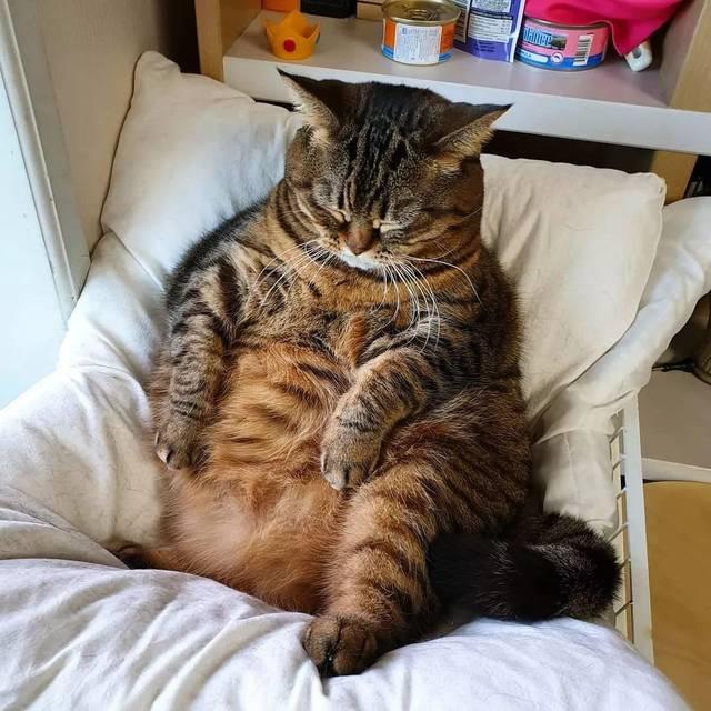 狸花肥胖(狸花胖猫)