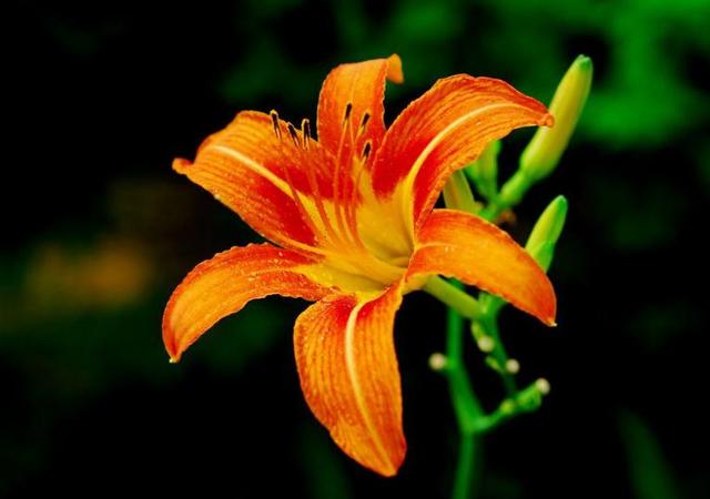 高高的草原上萱草花开放，火热歌曲《萱草花》