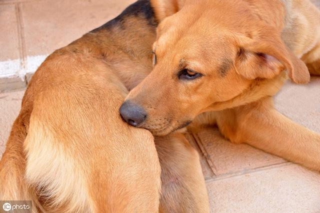 训练幼犬狗狗的各种技巧，教铲屎官5个常用指令的训练办法