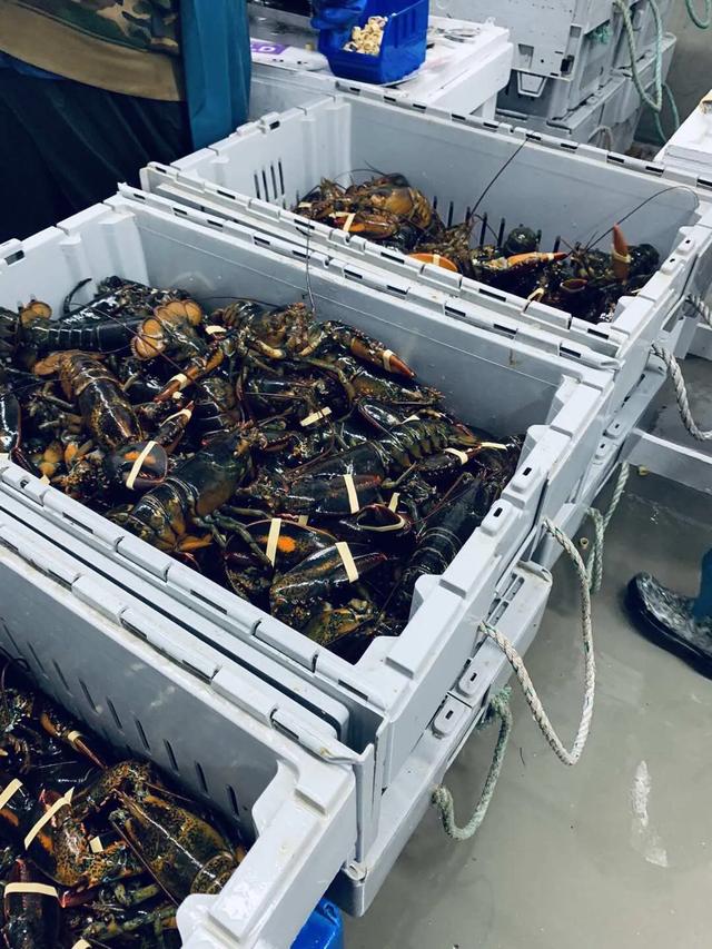 新西兰龙虾最新消息，加拿大龙虾了解一下