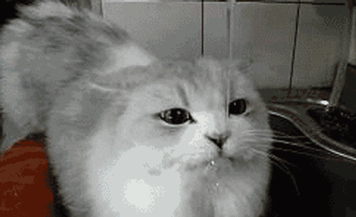 猫咪可以喝温水吗，猫咪能喝煮开的水吗（天冷了，猫咪也要多喝热水）