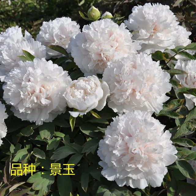 美丽的花中之王牡丹，被国人视为花中之王的牡丹品种