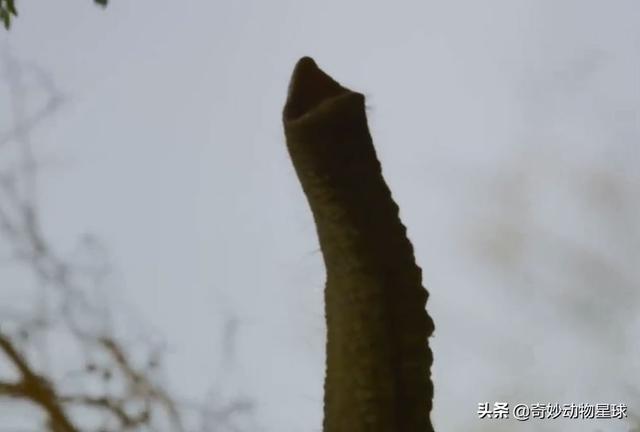 最大最凶猛的大象，5吨重大象仅双腿站立吃高树上的果子