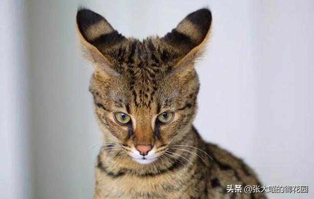 世界上十种凶猛猫咪品种排行榜，盘点十大最傻的猫咪品种