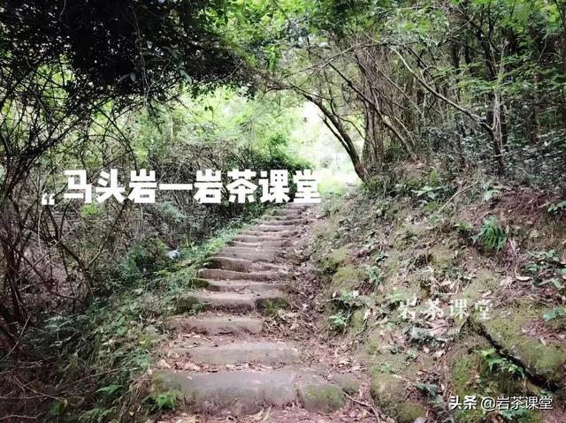 马头岩肉桂特点，既然三坑两涧里没有马头岩