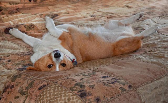 怎么训练狗狗听话，掌握了这8个技巧（让狗狗听话的训练方法）