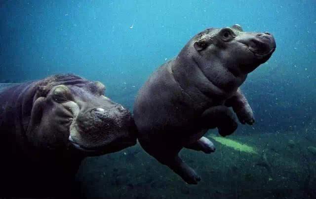 海底最深处出现了神秘的生物，在马里亚纳海沟发现的10种神秘生物