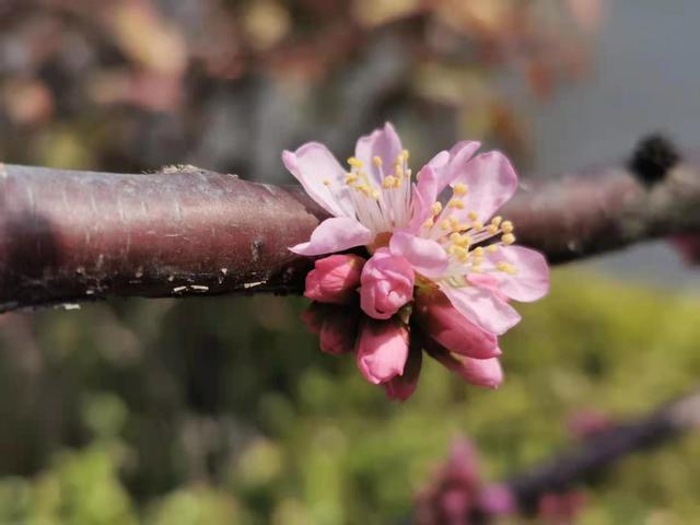 清明适合赏花的地方，纷纷春雨过后是最美人间四月天