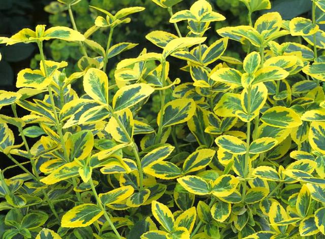 常见绿化带灌木植物名称有哪些，优良园林绿化兼地被树种