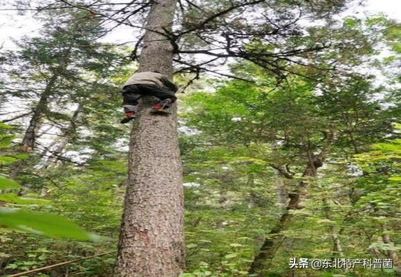 松子为什么那么贵，云南野生松子和普通松子区别（松子，勾起我的回忆）