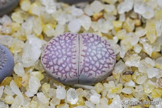 世界上十大奇异的植物，地球上最珍稀的20种植物