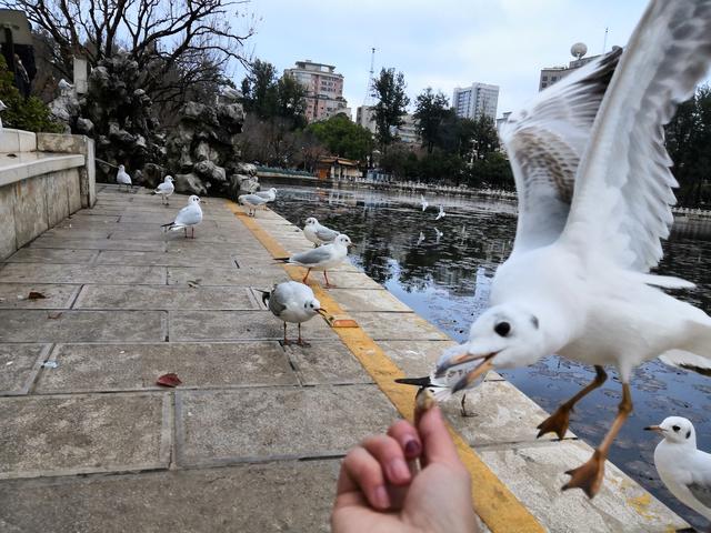 昆明海鸥最佳观赏地，去海埂大坝看海鸥前