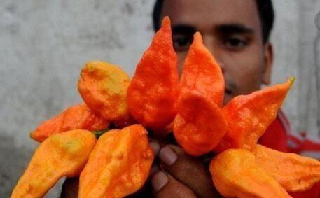 世界上最辣的辣椒，世界上最辣的五种辣椒（世界上最辣的10种辣椒）