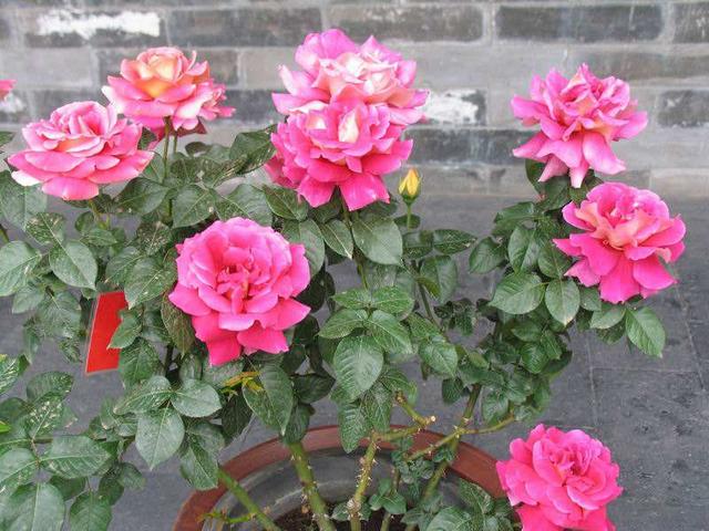 太阳花怎样养护才开花多，掌握3个“技巧”