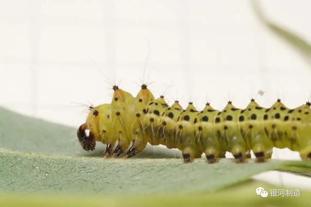有哪些常见的飞蛾，自然记录蛾生一瞬