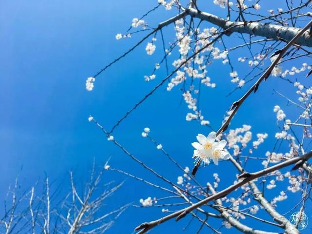 郑州周边免费景点，郑州最近免费旅游景点大全（不出郑州的8个赏花遛娃地）