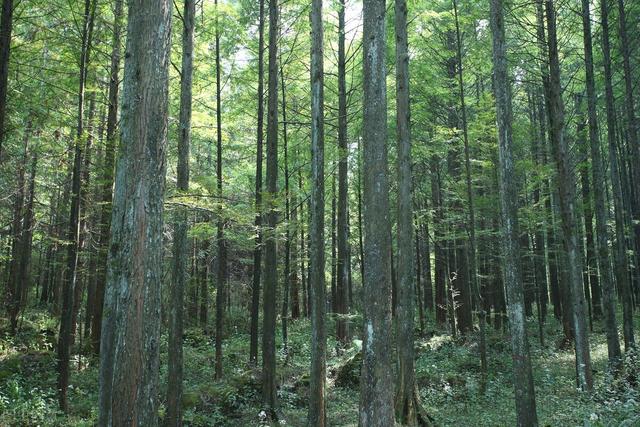 重庆周边凉快的避暑打卡地两三天，重庆周边这⑧个避暑胜地只有25℃