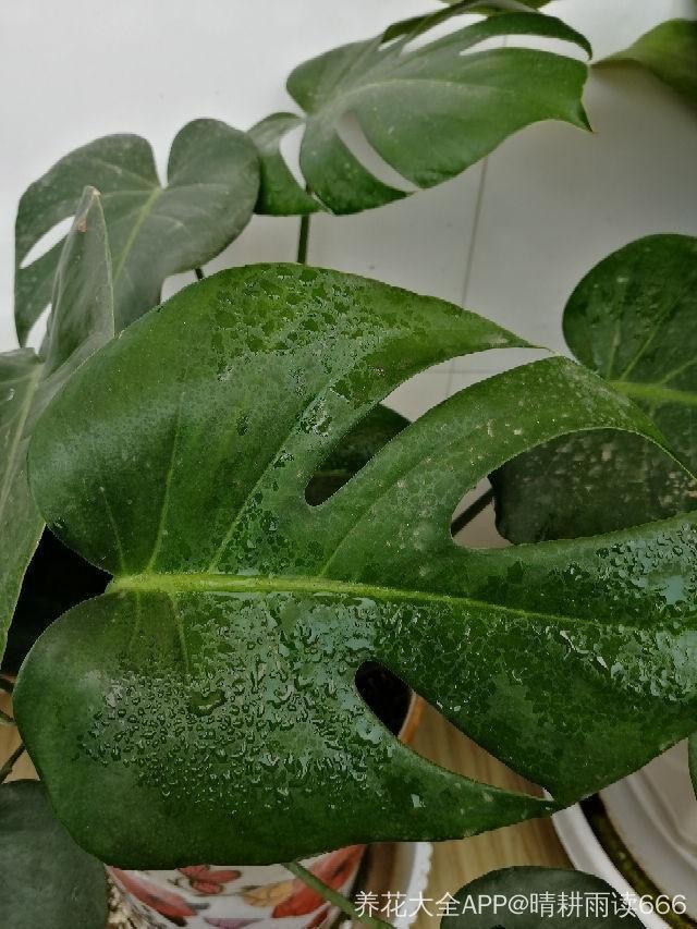 龟背竹的水养方法和注意事项，养龟背竹用对土