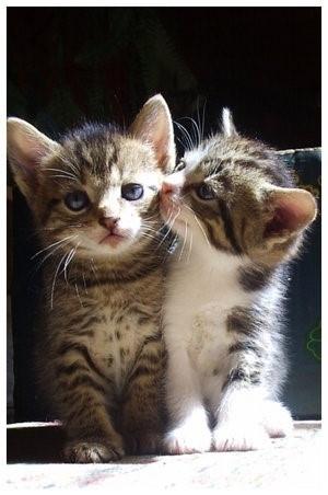 喜欢猫的人性格分析，女人一旦拥有了猫的性格