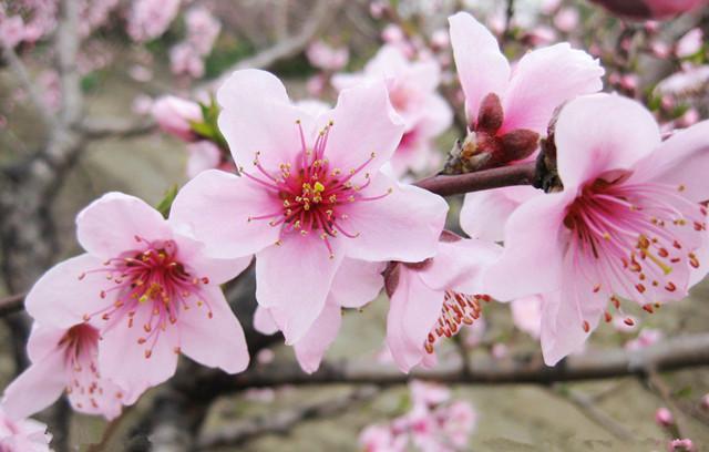 桃核是辟邪还是招鬼，桃子的桃核可以辟邪吗（我的文玩新宠——桃核手串）