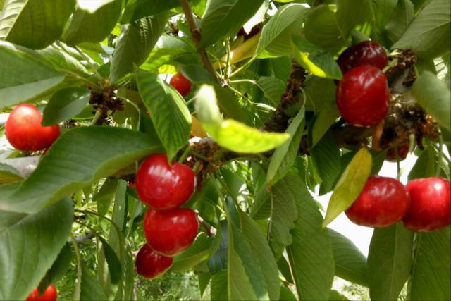 最甜的樱桃品种是哪几种，全球极具潜力的十个甜樱桃品种