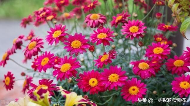 秋天有什么花容易养又好看，这20种花建议选几个