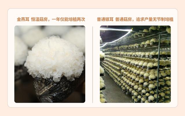 金燕耳和椴木银耳区别，为什么金燕耳比普通银耳贵这么多